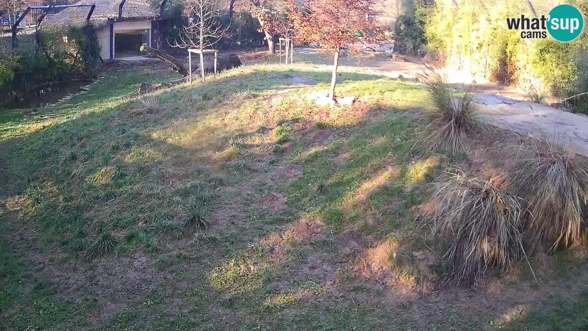 Živalski vrt Ljubljana kamera v živo Levi