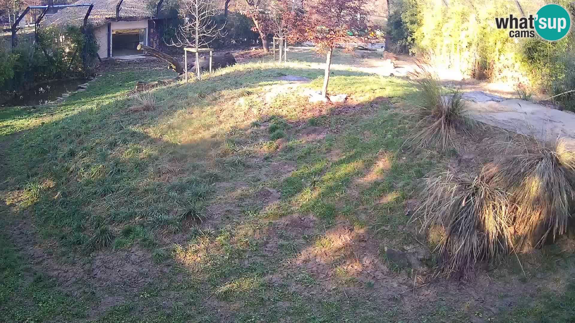 Zoo Ljubljana camera en vivo Leones