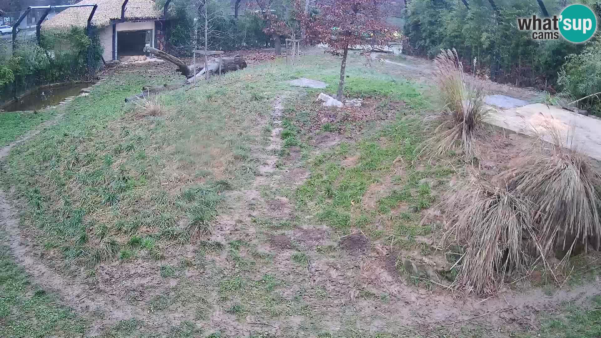 Zoo Ljubljana webcam Löwen