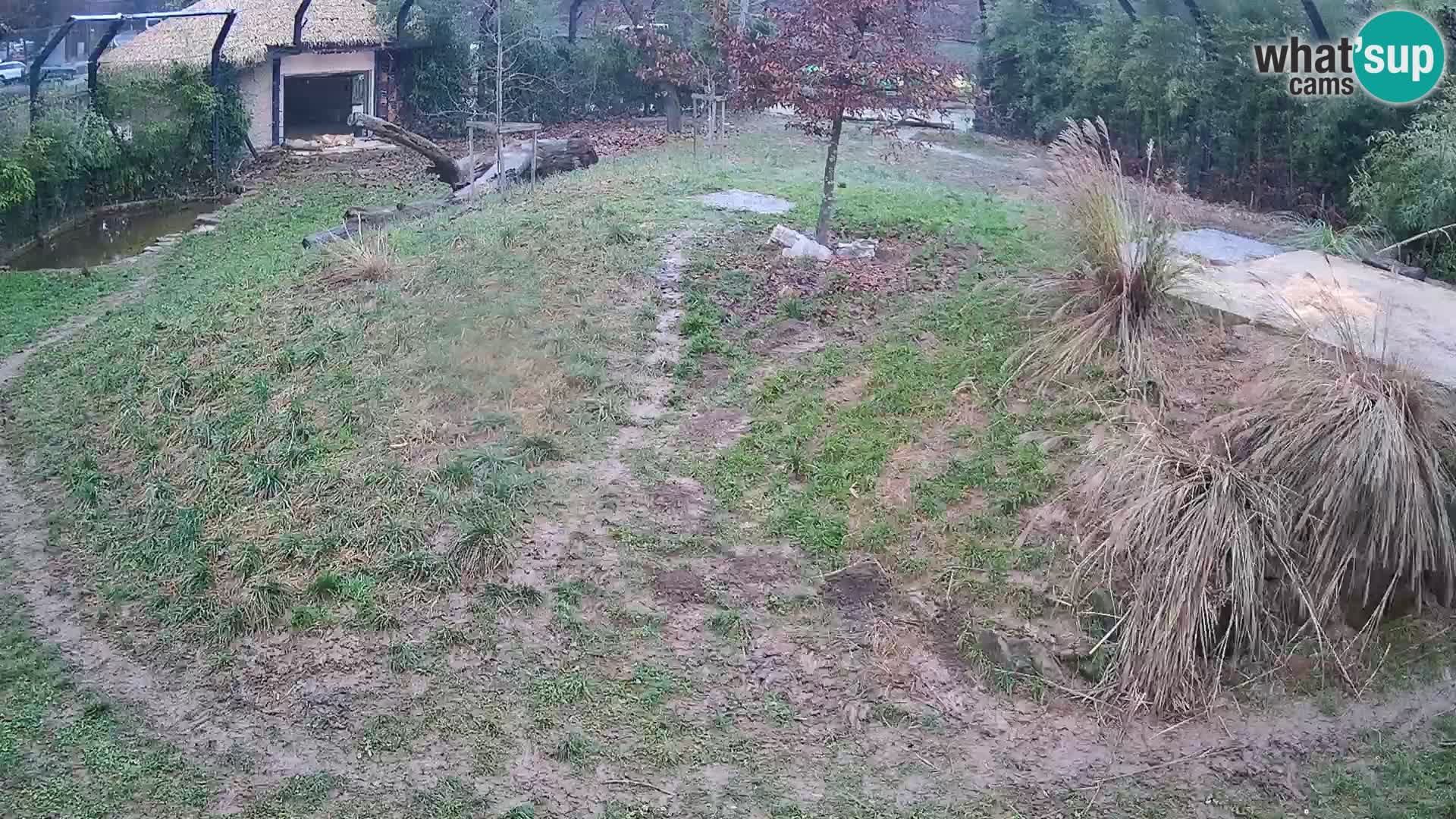 Zoo Ljubljana webcam Löwen