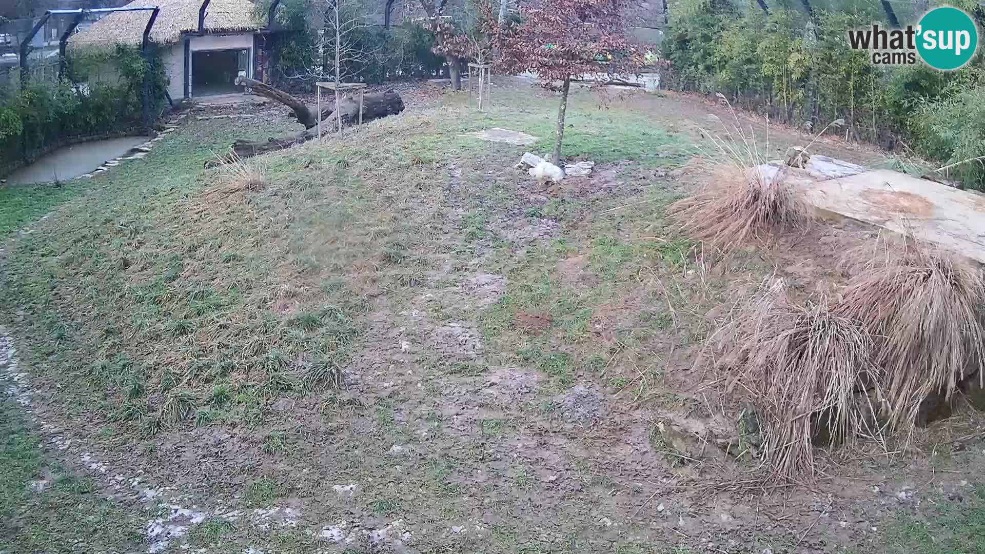 Live Ljubljana Zoo webcam Lion