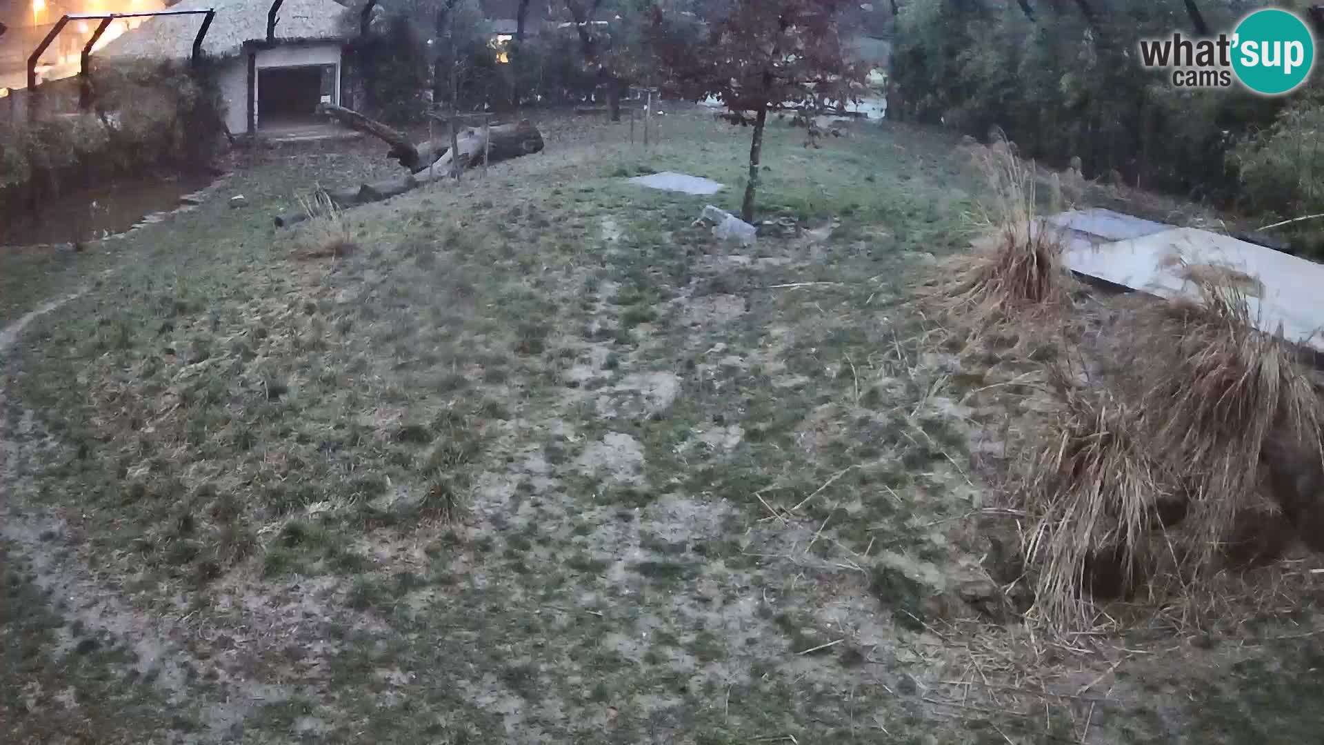 Zoo Ljubljana webcam Löwen