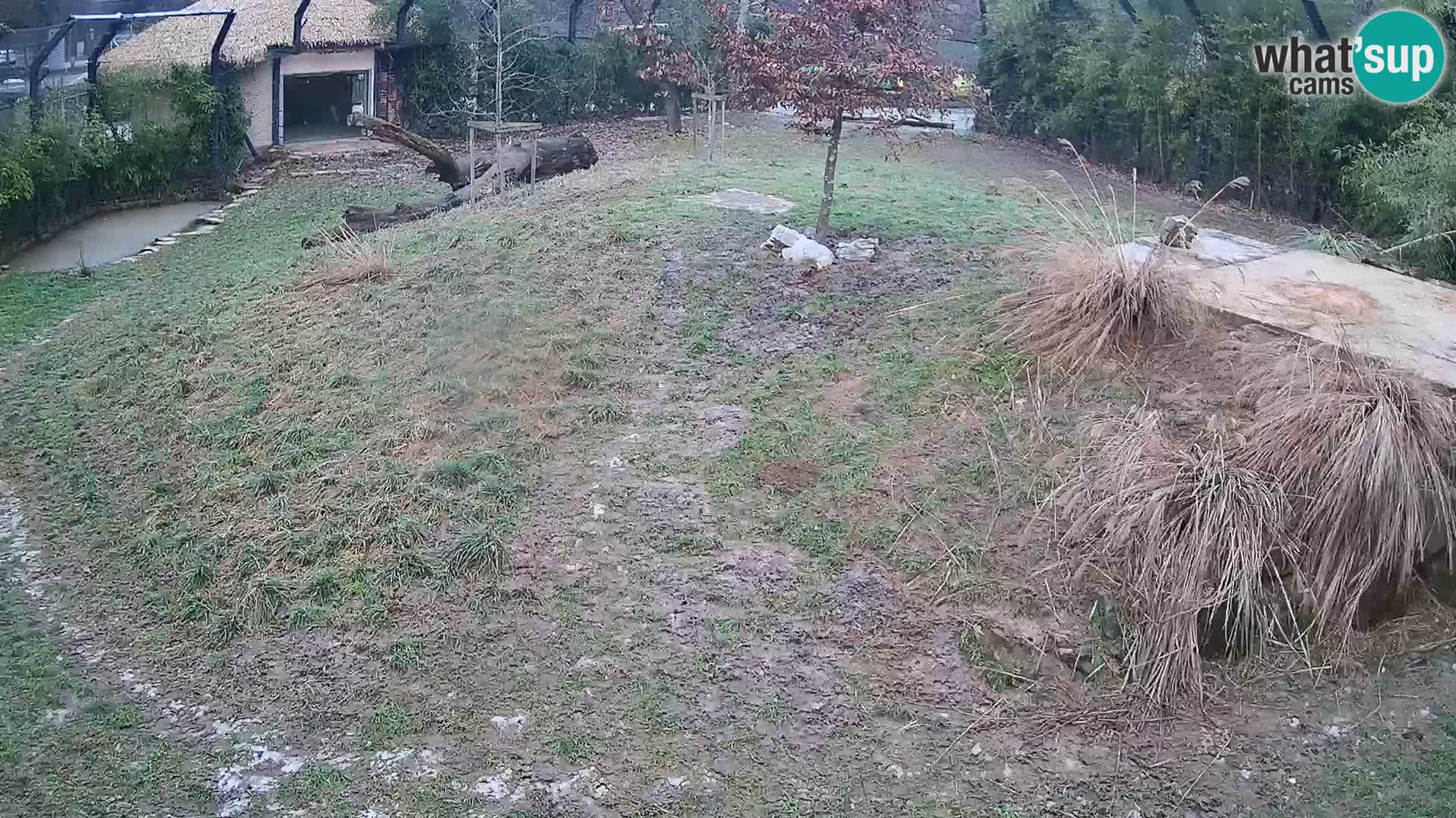 Live Ljubljana Zoo webcam Lion