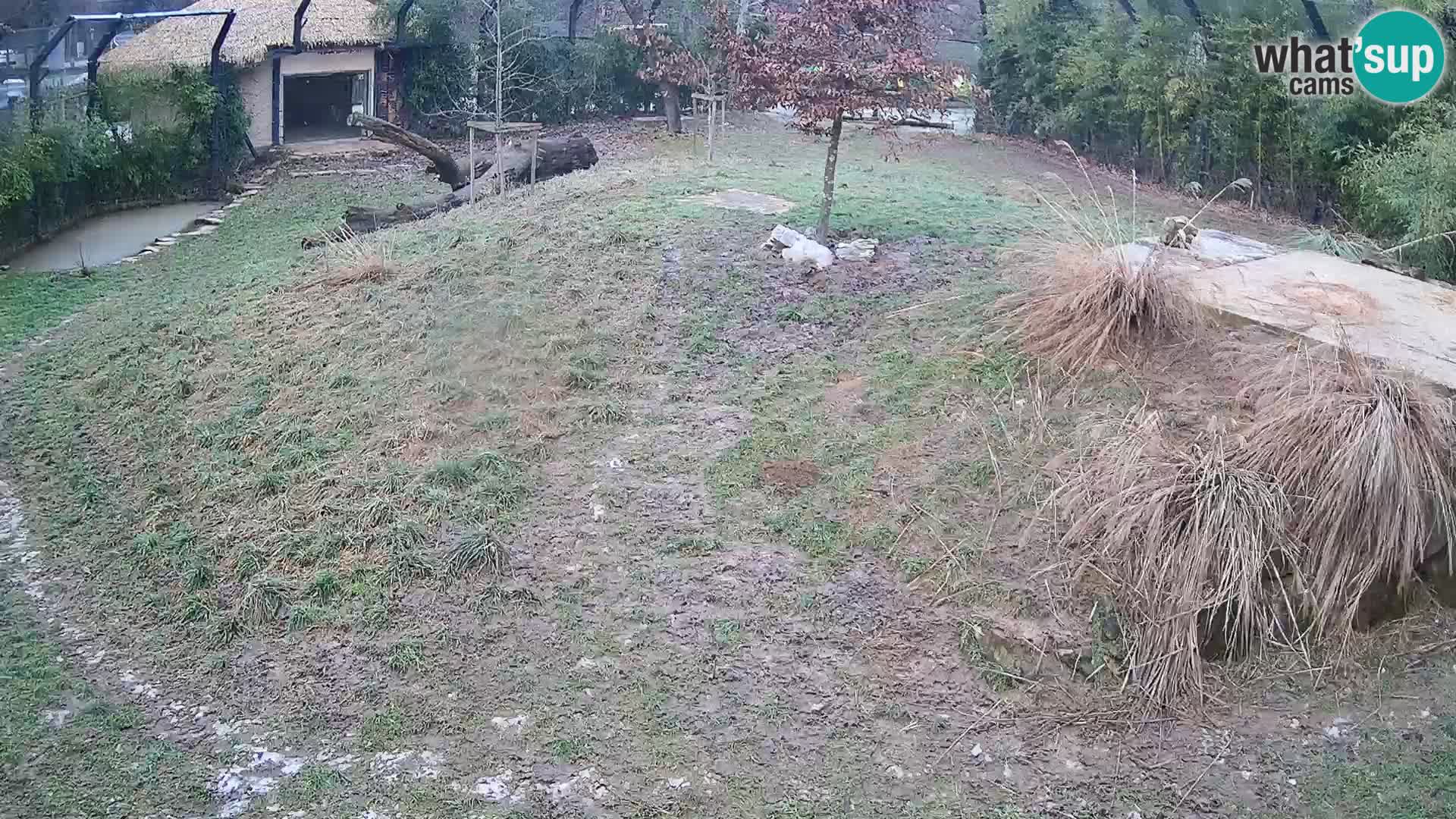 Live Ljubljana Zoo webcam Lion