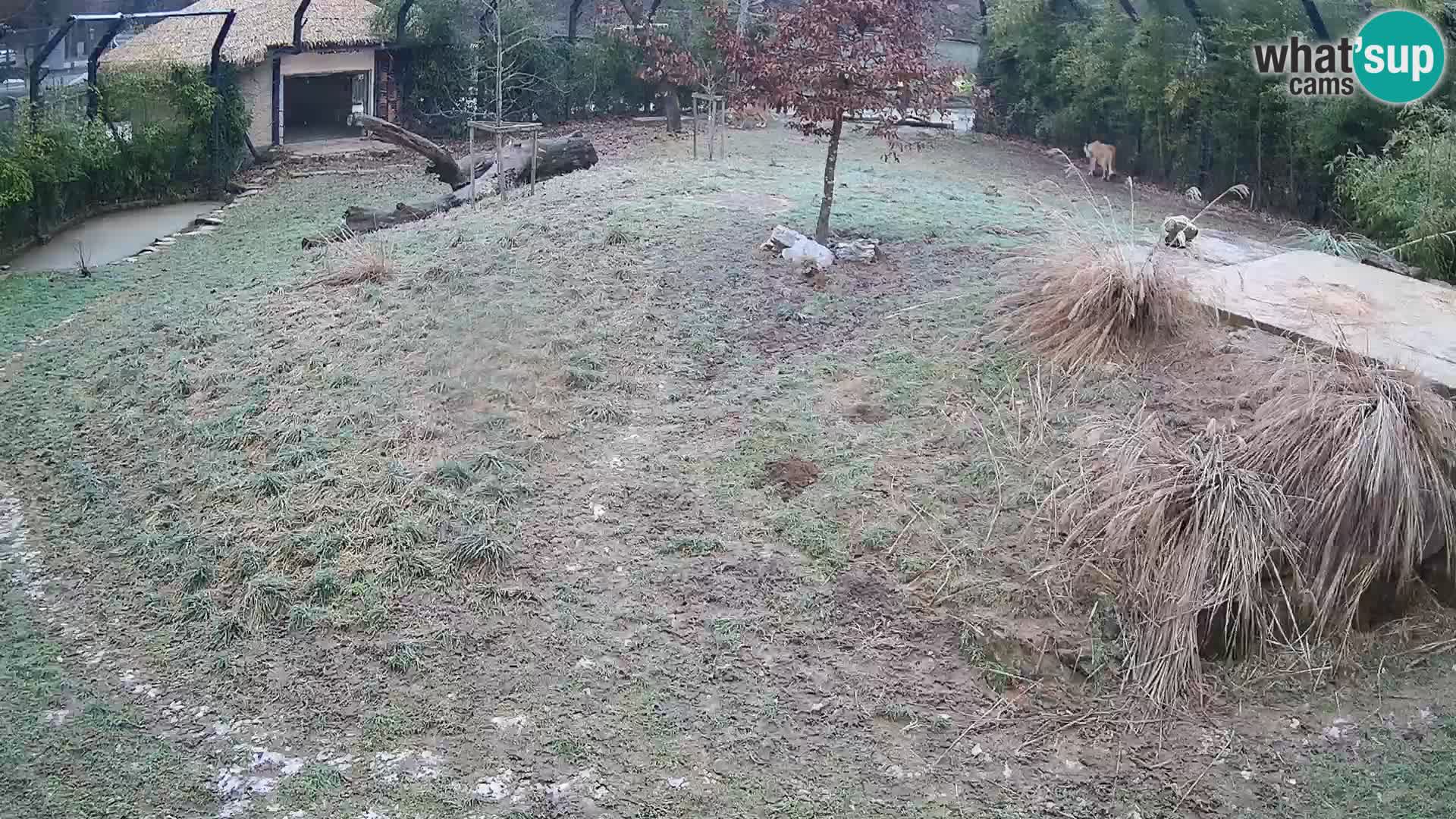 Live Ljubljana Zoo webcam Lion