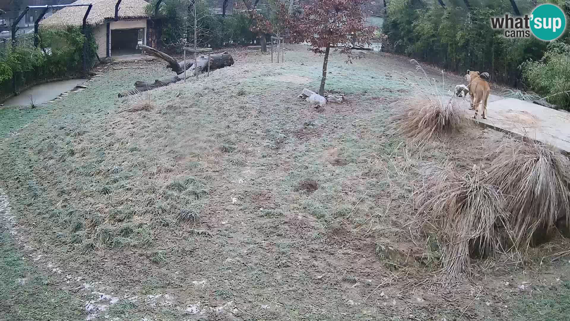 Live Ljubljana Zoo webcam Lion