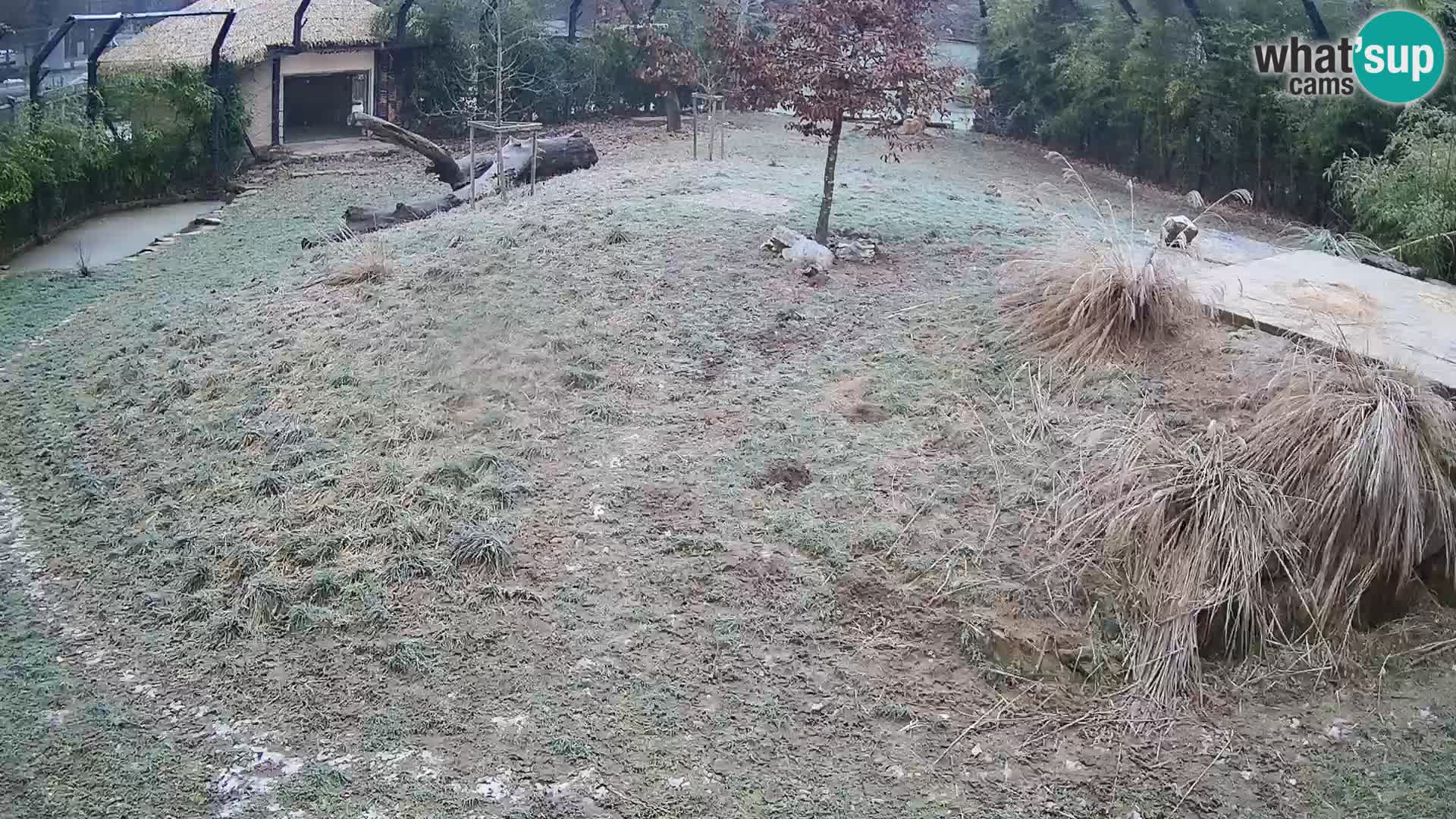 Live Ljubljana Zoo webcam Lion