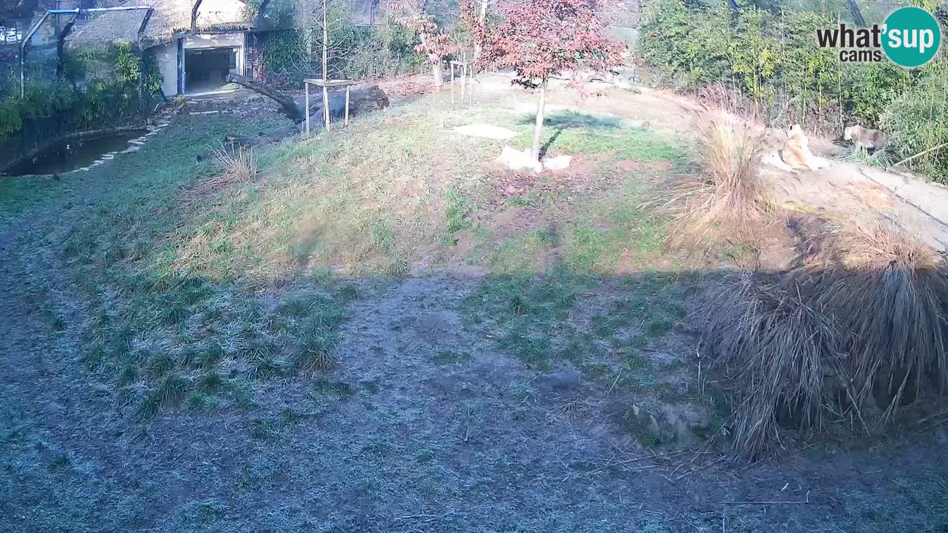 Zoo Ljubljana webcam Löwen