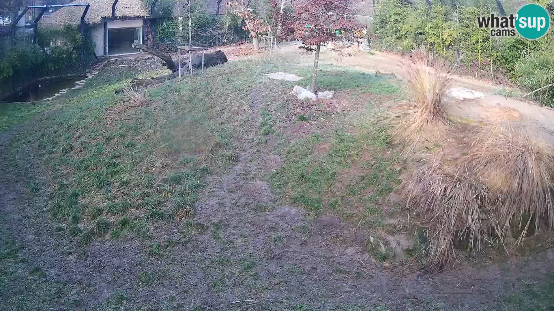 Zoo Lubiana live webcam Leoni