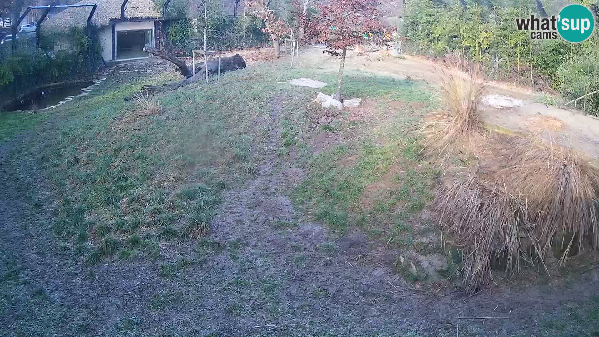 Zoo Lubiana live webcam Leoni