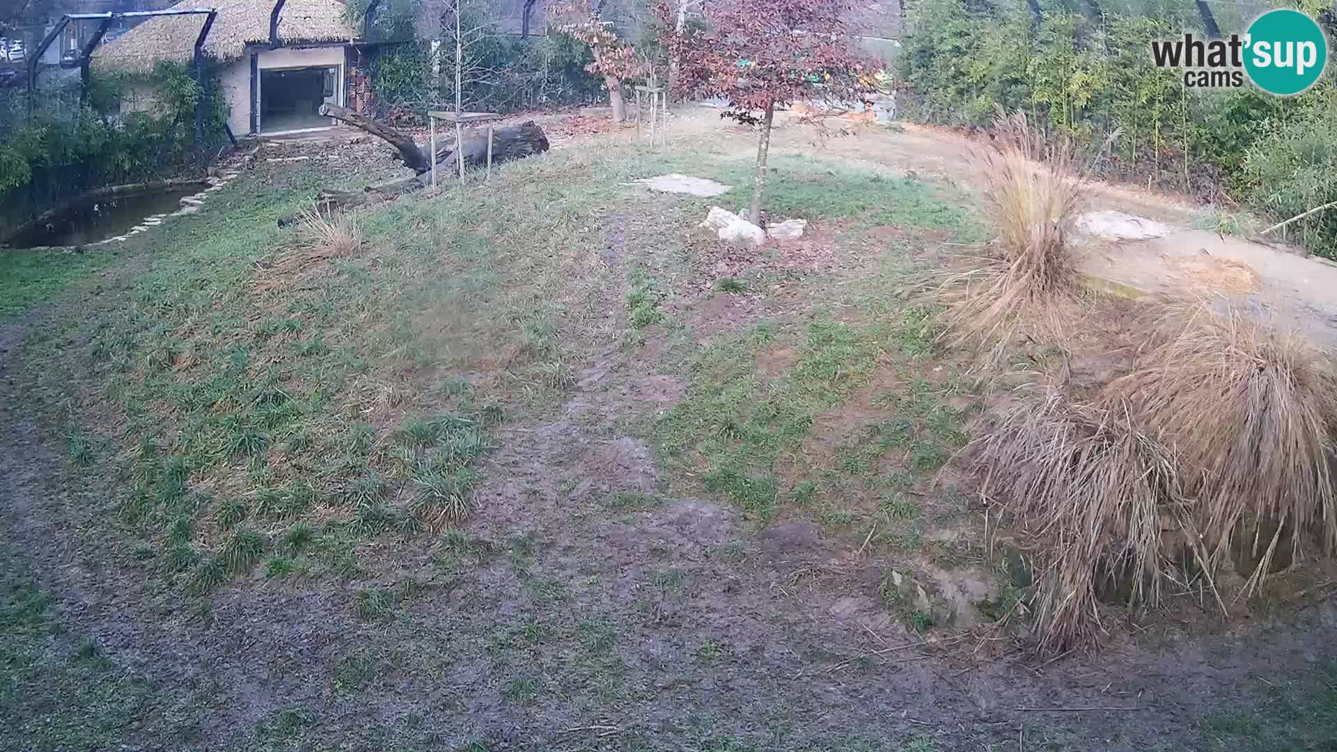 Zoo Ljubljana camera en vivo Leones