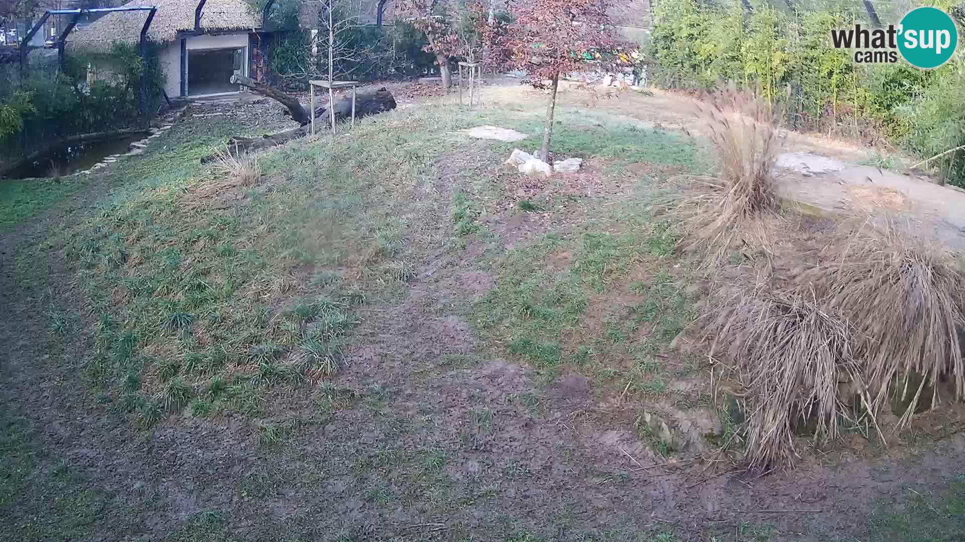 Zoo Lubiana live webcam Leoni