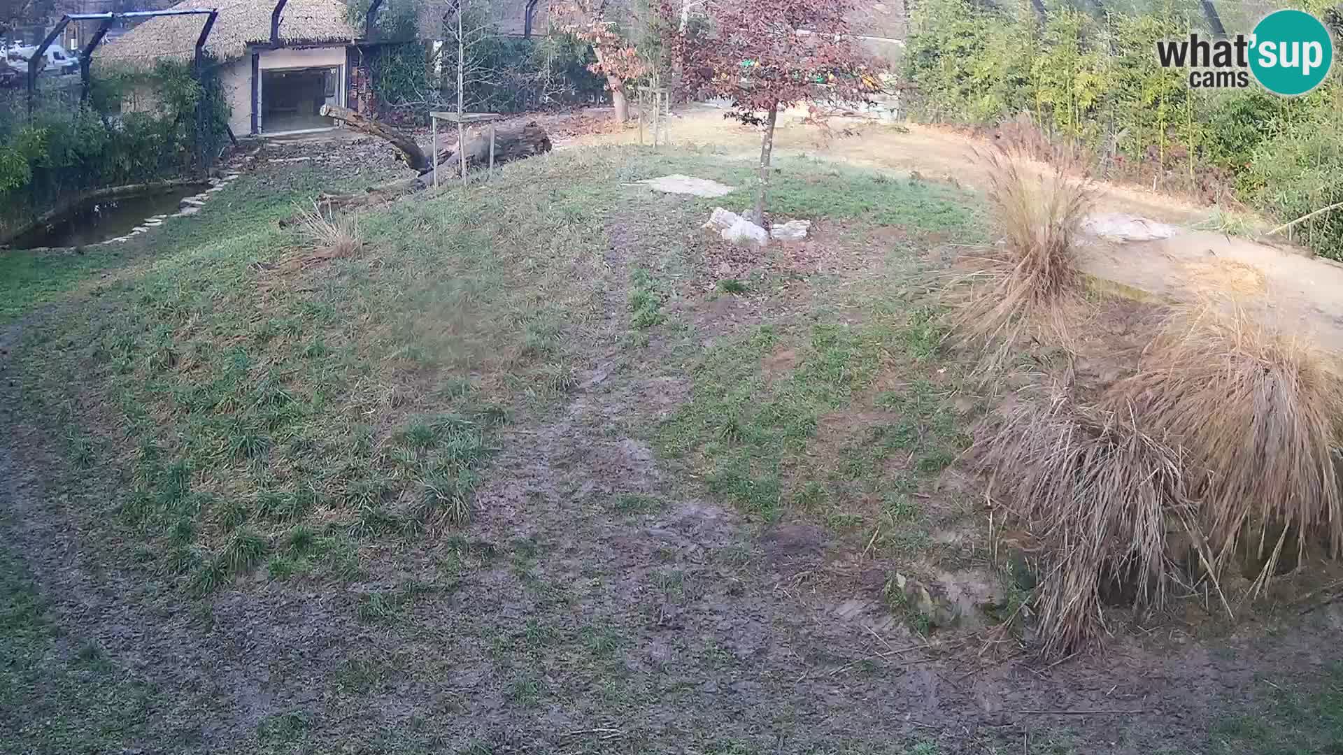 Zoo Lubiana live webcam Leoni