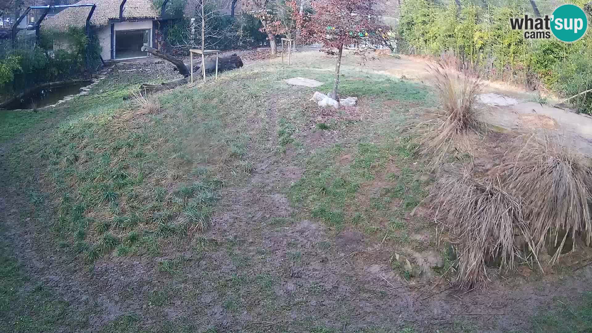 Zoo Lubiana live webcam Leoni