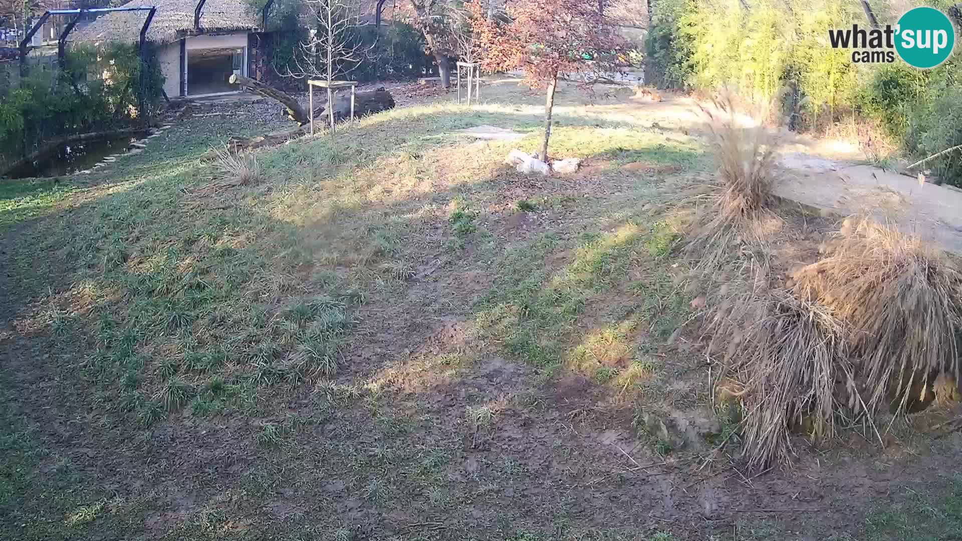 Zoo Lubiana live webcam Leoni