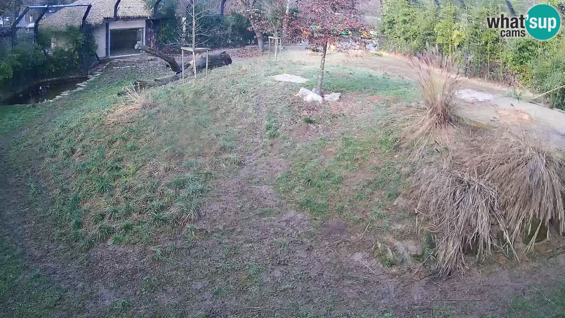 Zoo Ljubljana camera en vivo Leones