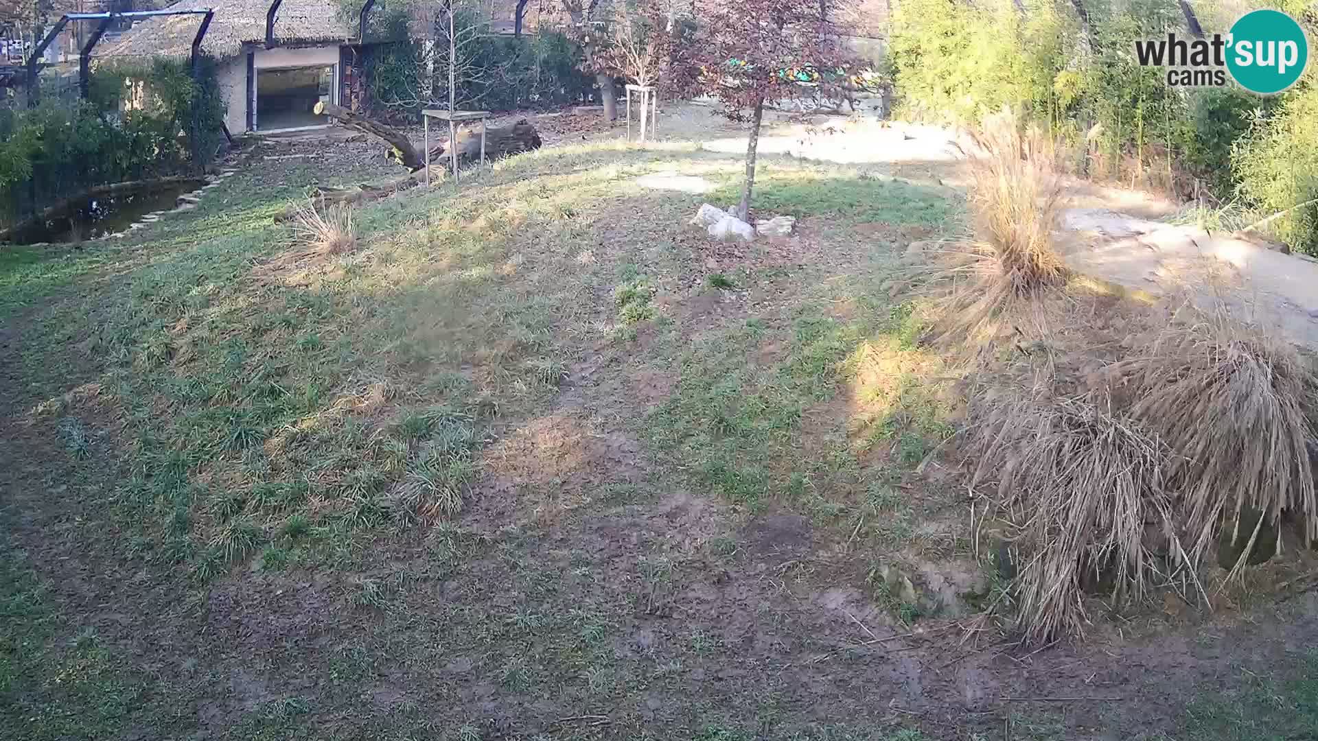 Zoo Ljubljana camera en vivo Leones