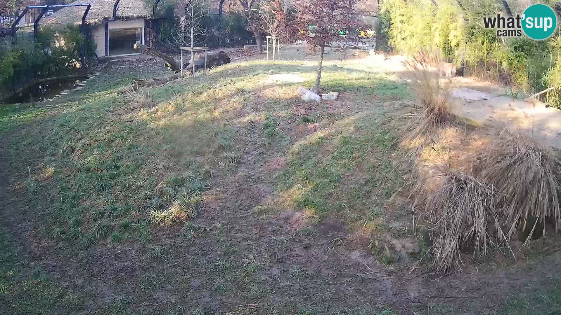 Zoo Ljubljana camera en vivo Leones