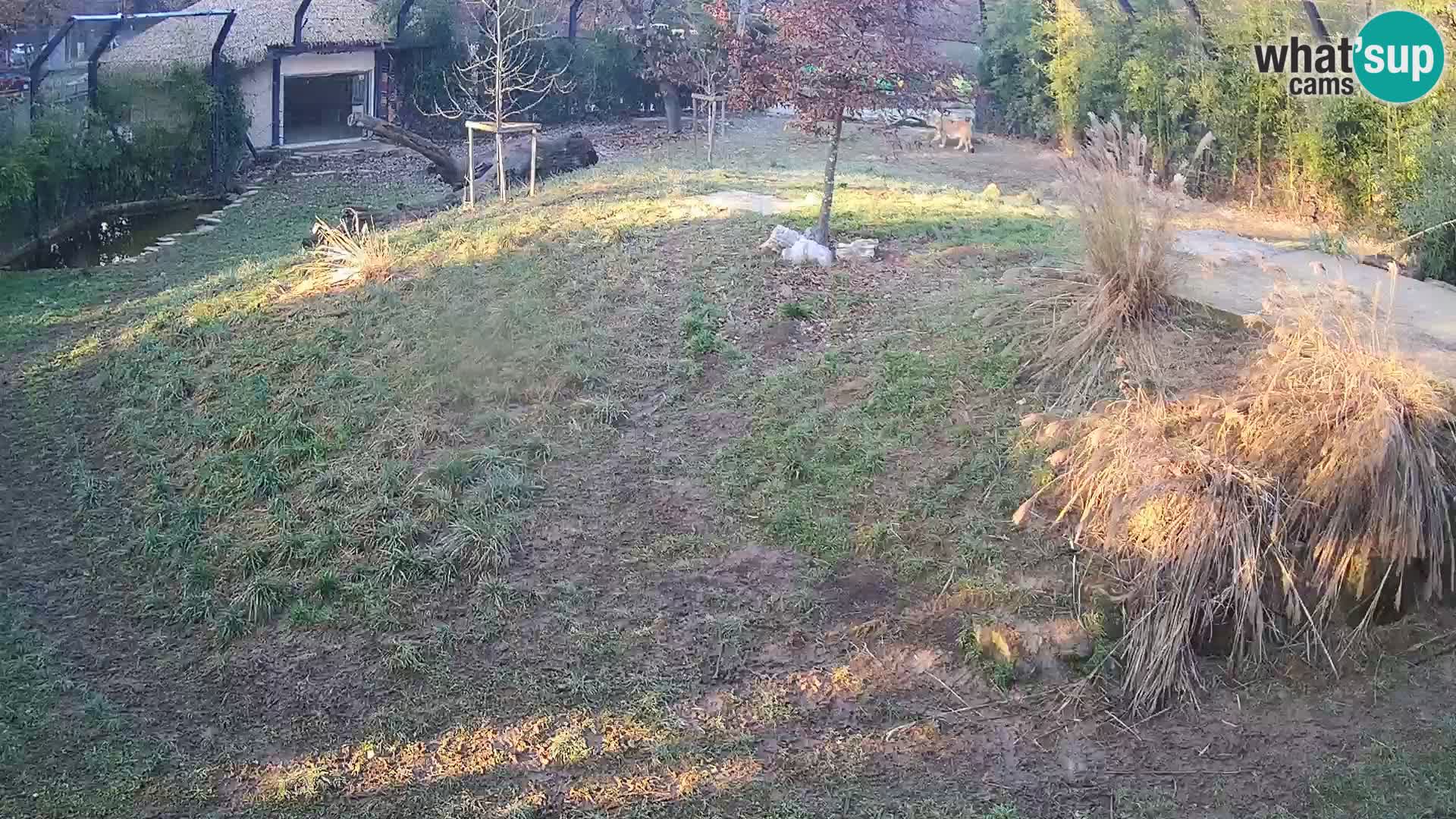 Zoo Ljubljana camera en vivo Leones