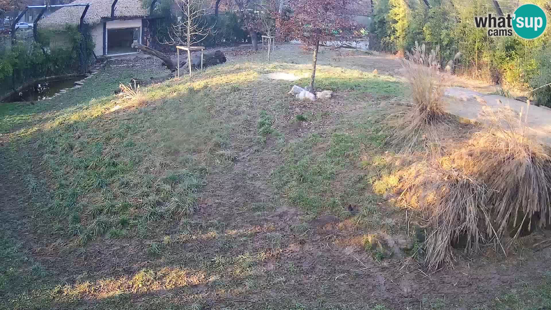 Zoo Lubiana live webcam Leoni