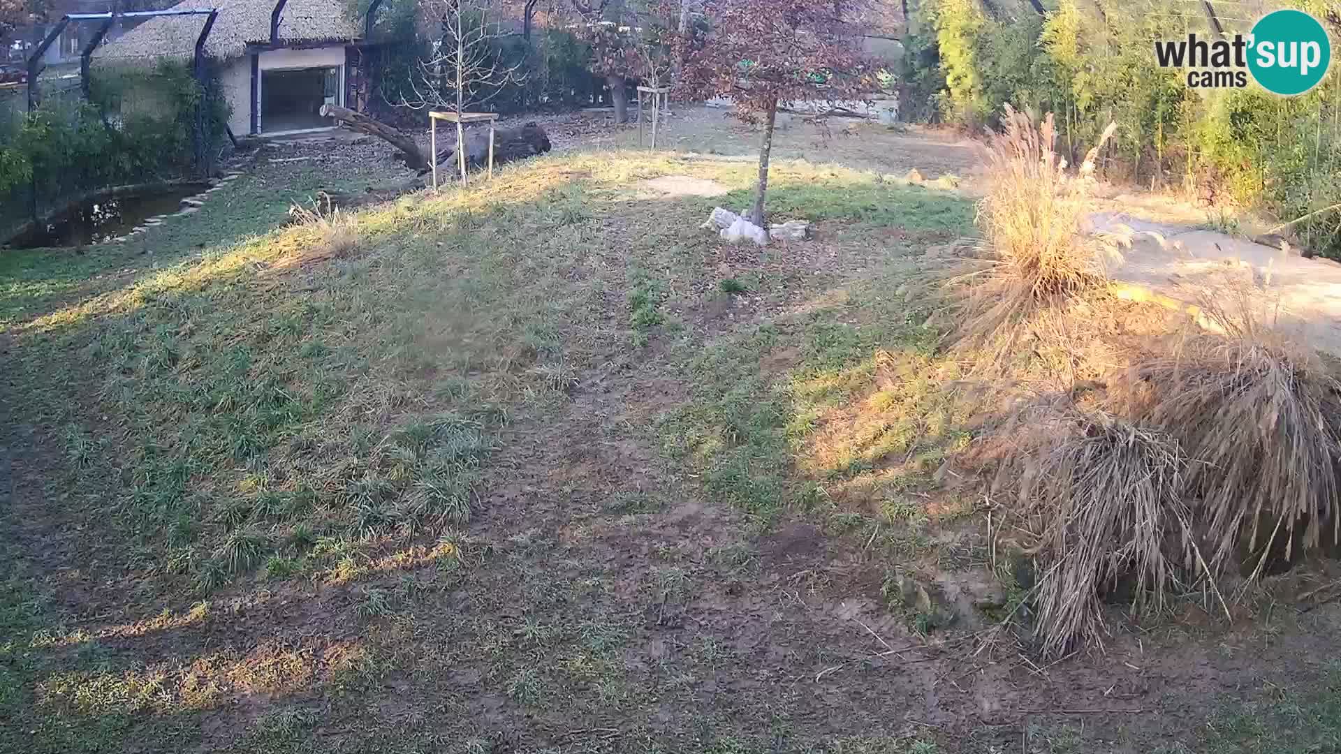 Zoo Ljubljana webcam Löwen