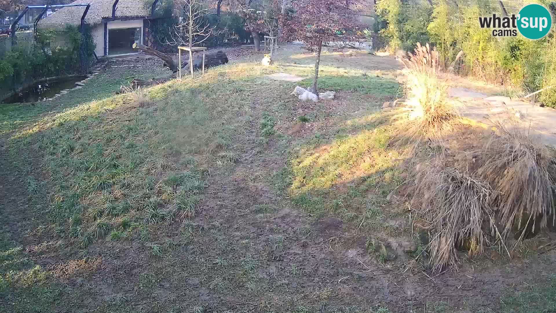 Zoo Ljubljana webcam Löwen