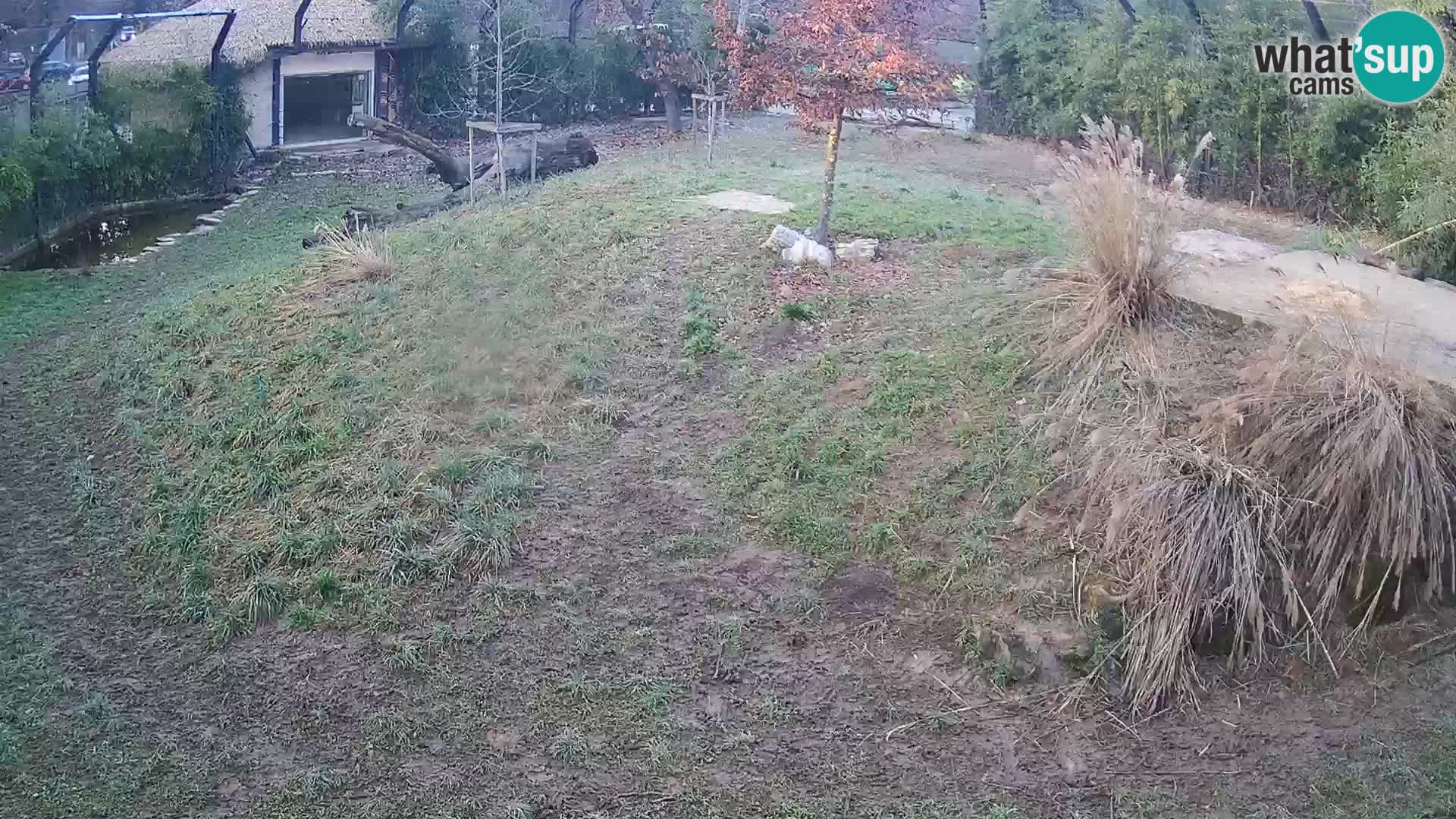 Zoo Ljubljana camera en vivo Leones