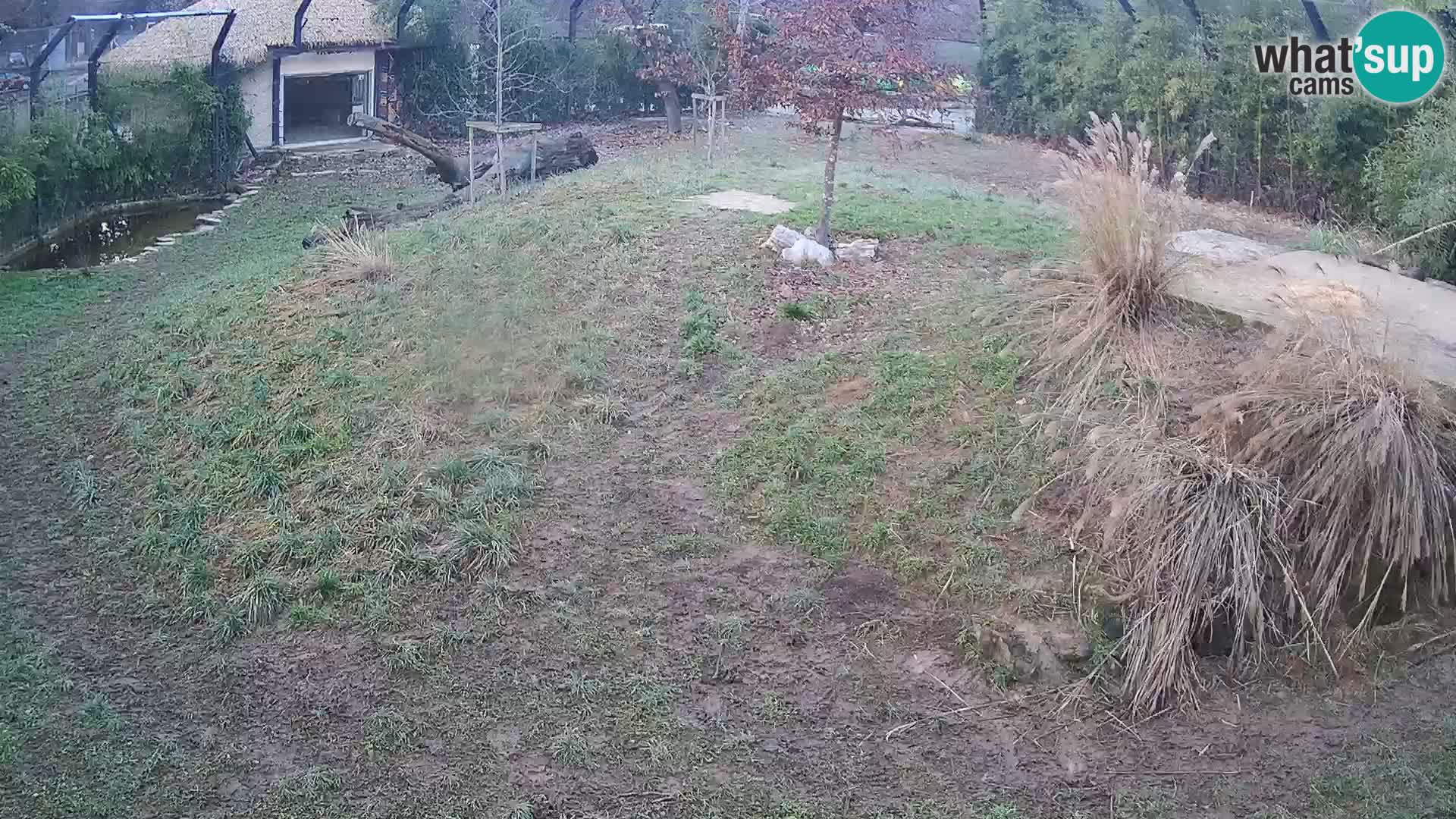 Zoo Ljubljana webcam Löwen