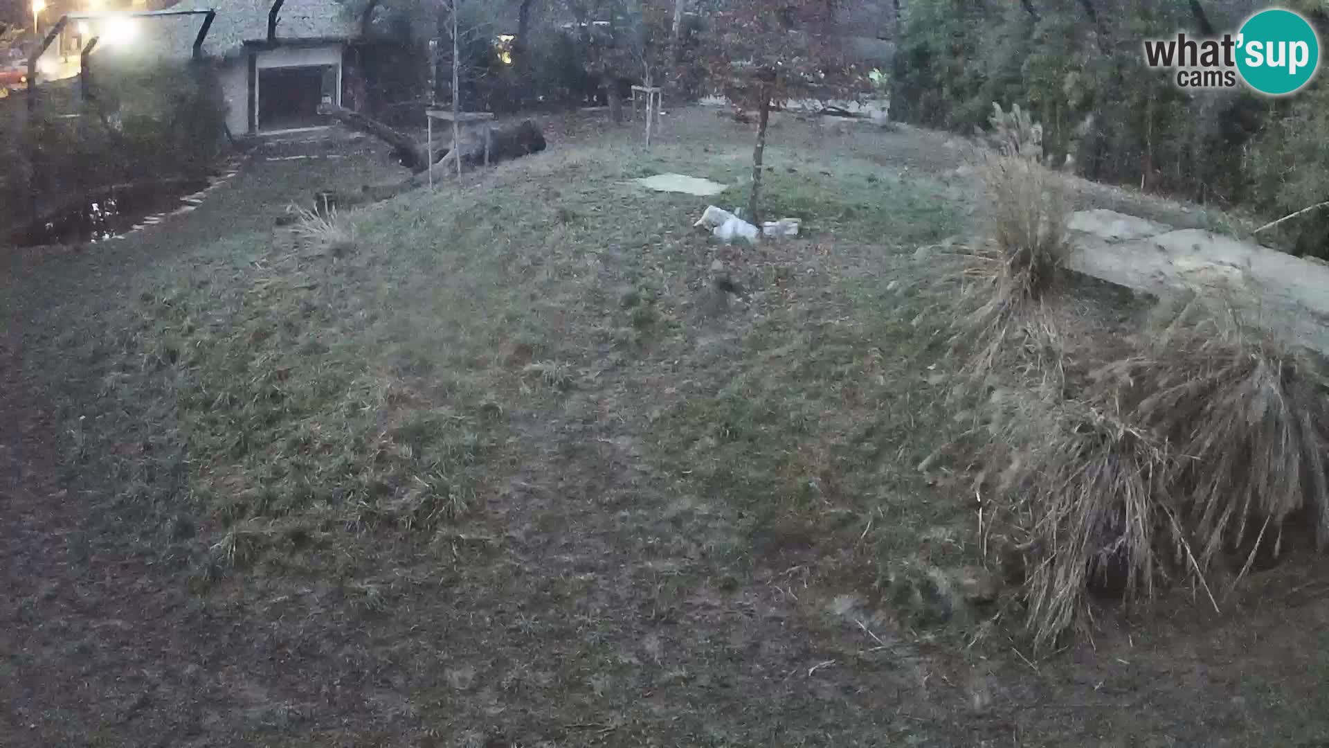 Zoo Ljubljana camera en vivo Leones