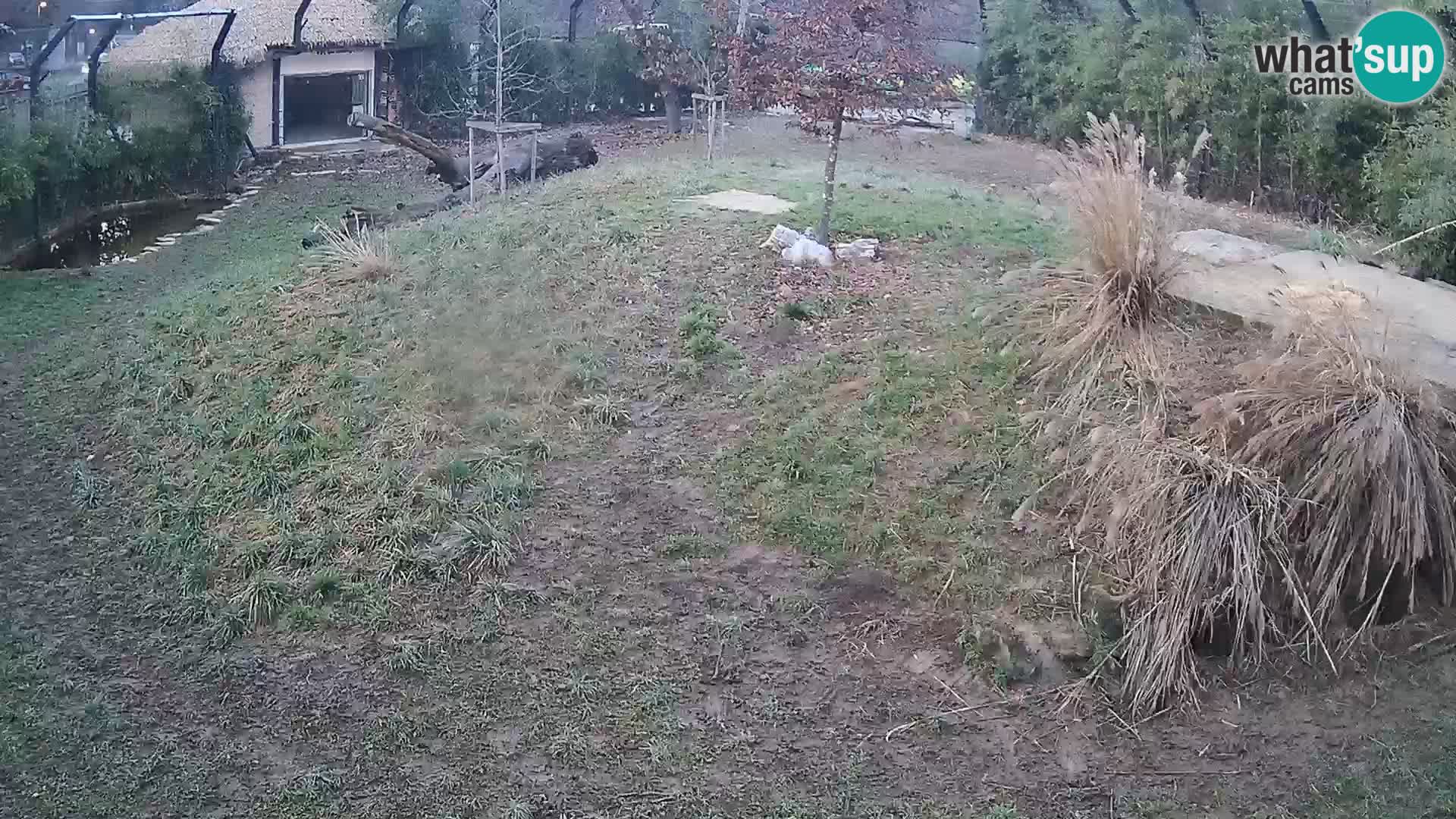 Zoo Ljubljana camera en vivo Leones