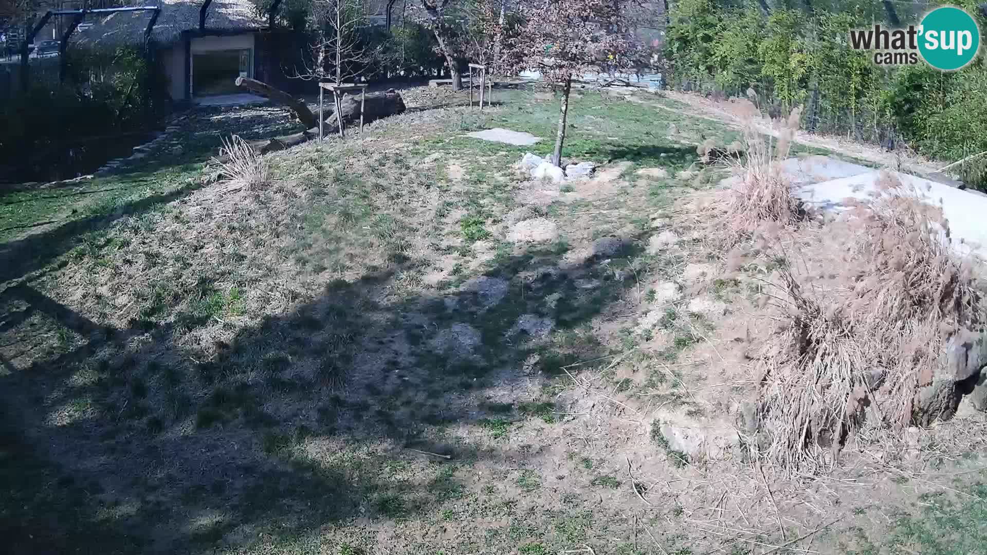 Live Ljubljana Zoo webcam Lion