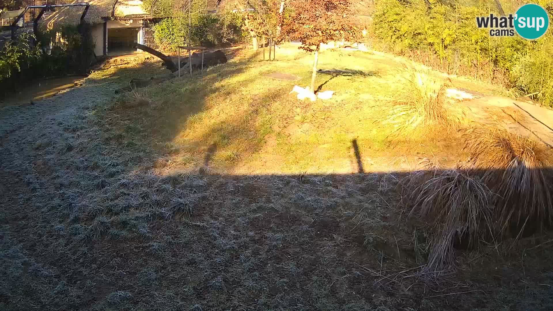 Live Ljubljana Zoo webcam Lion