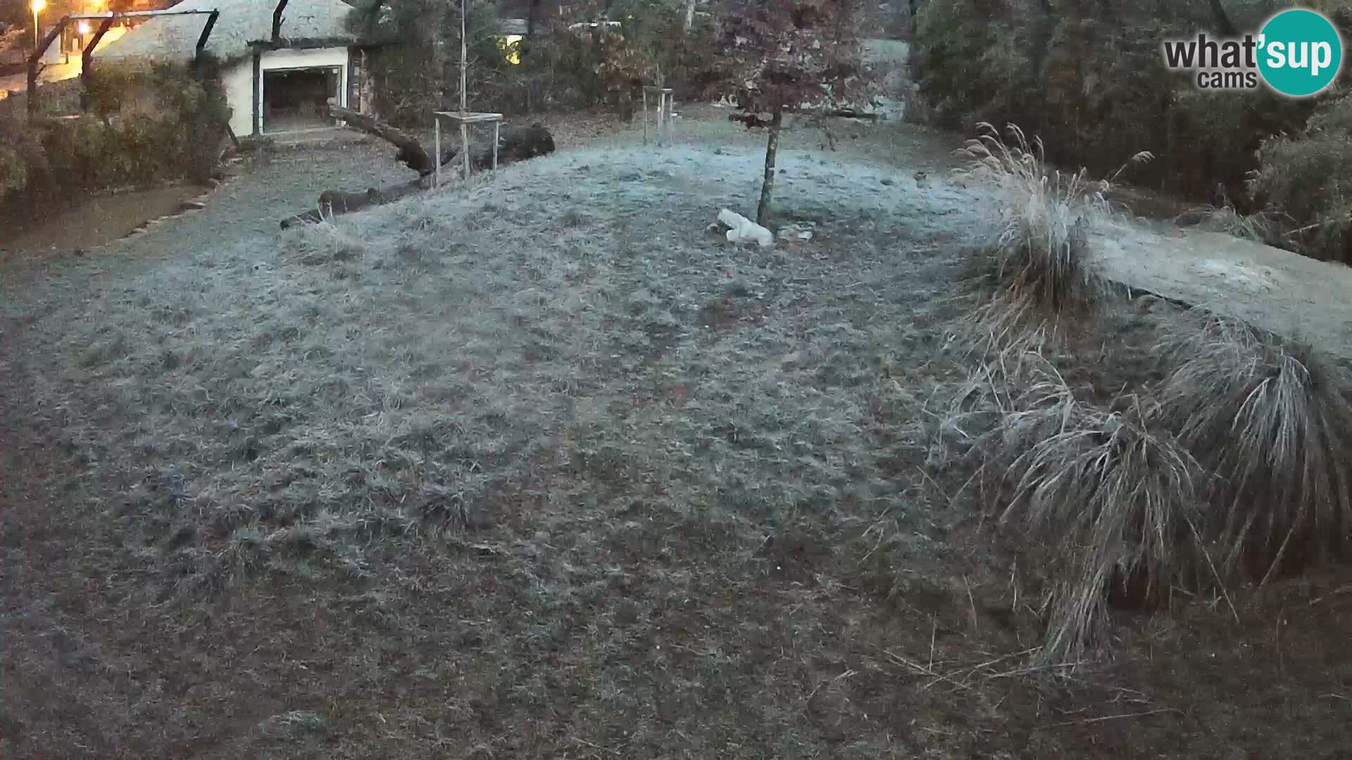 Live Ljubljana Zoo webcam Lion