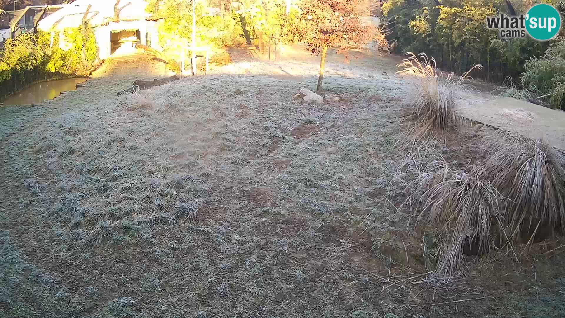 Ljubljana Zoo webcam Lion