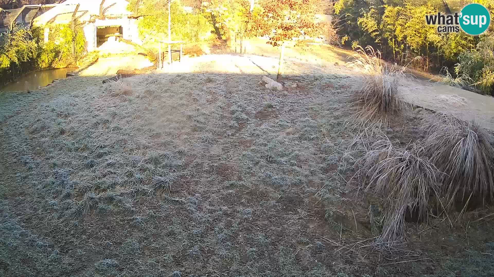 Ljubljana Zoo webcam Lion