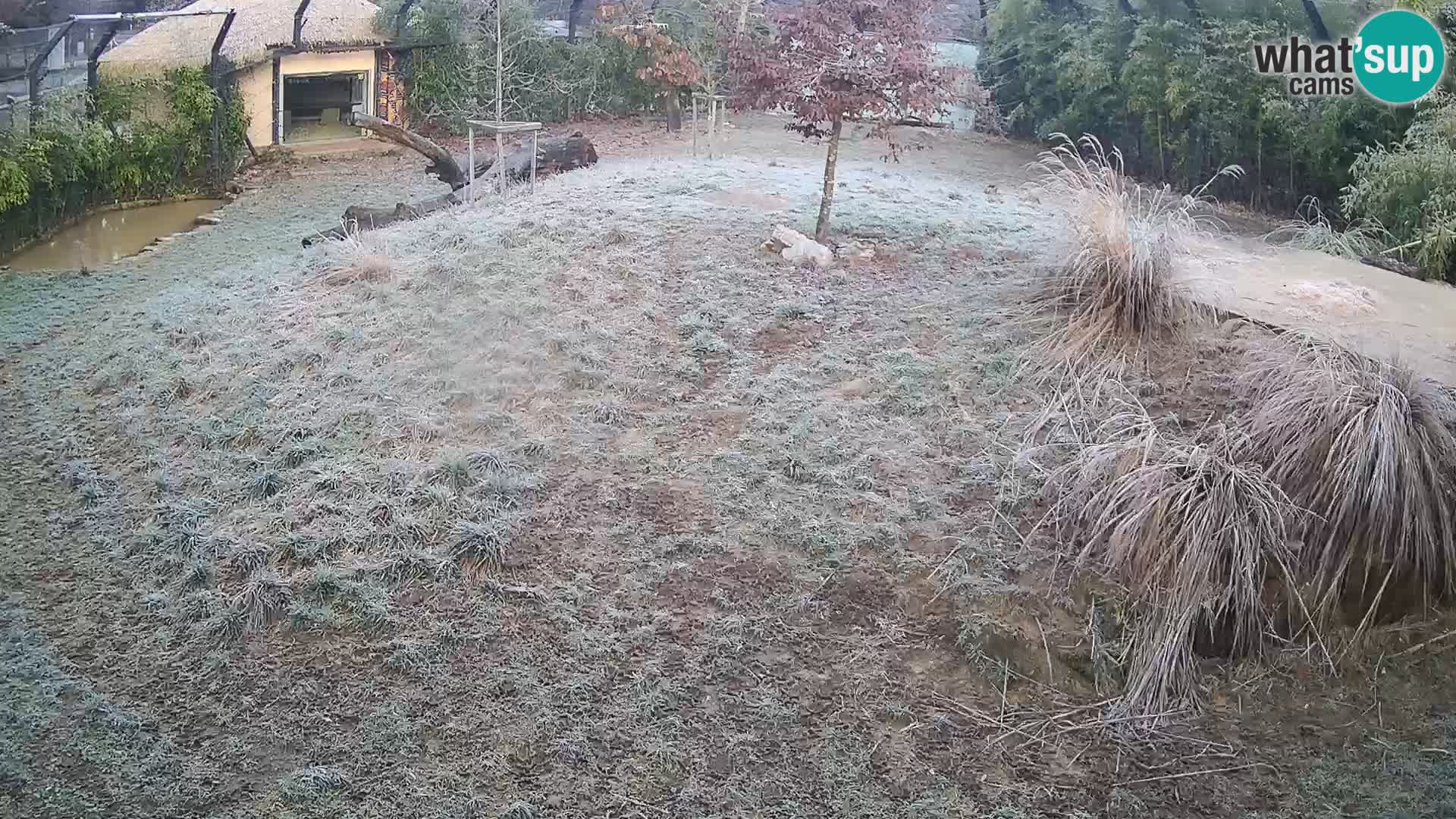 Live Ljubljana Zoo webcam Lion