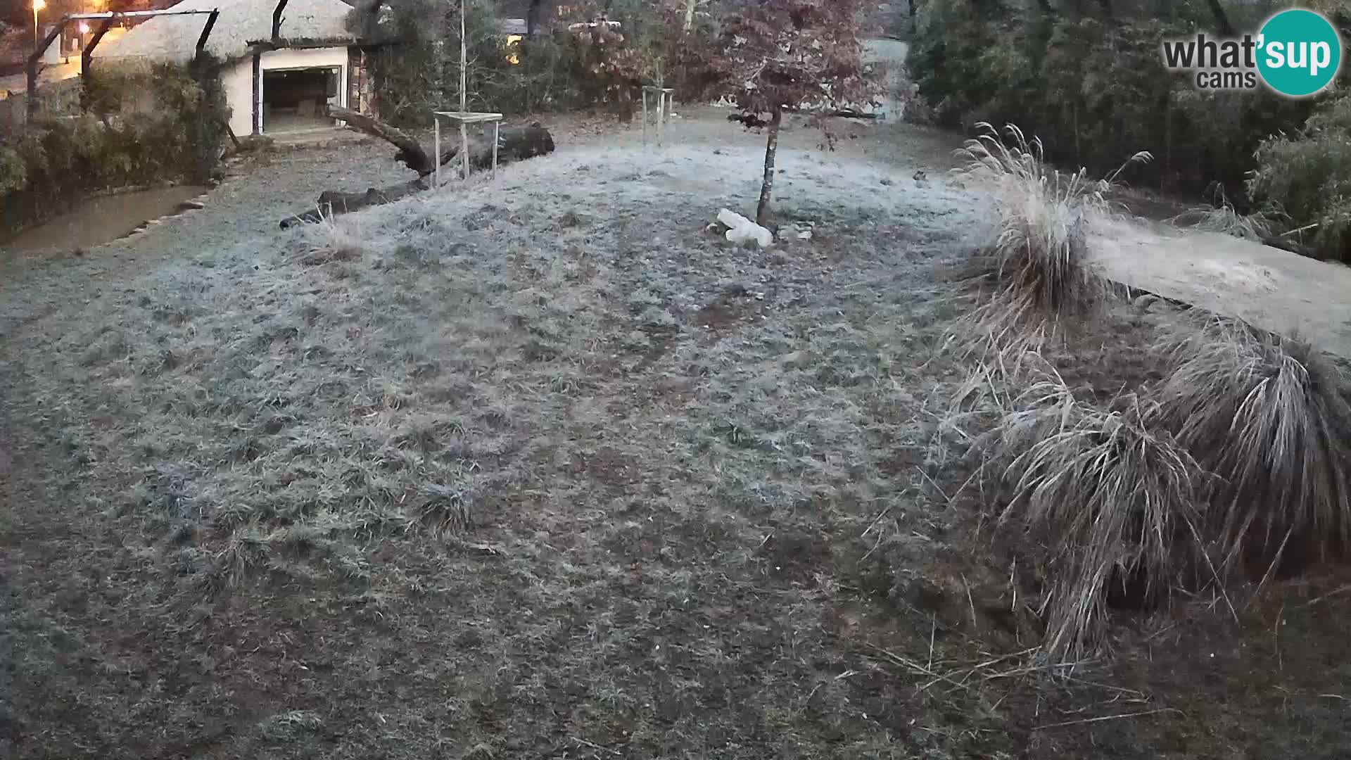 Zoo Ljubljana webcam Löwen