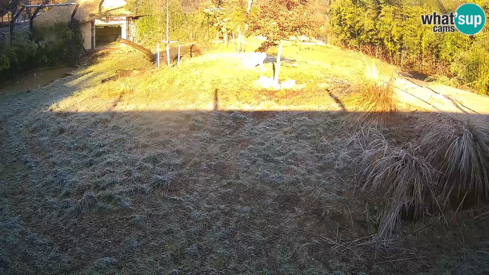 Zoo Ljubljana camera en vivo Leones