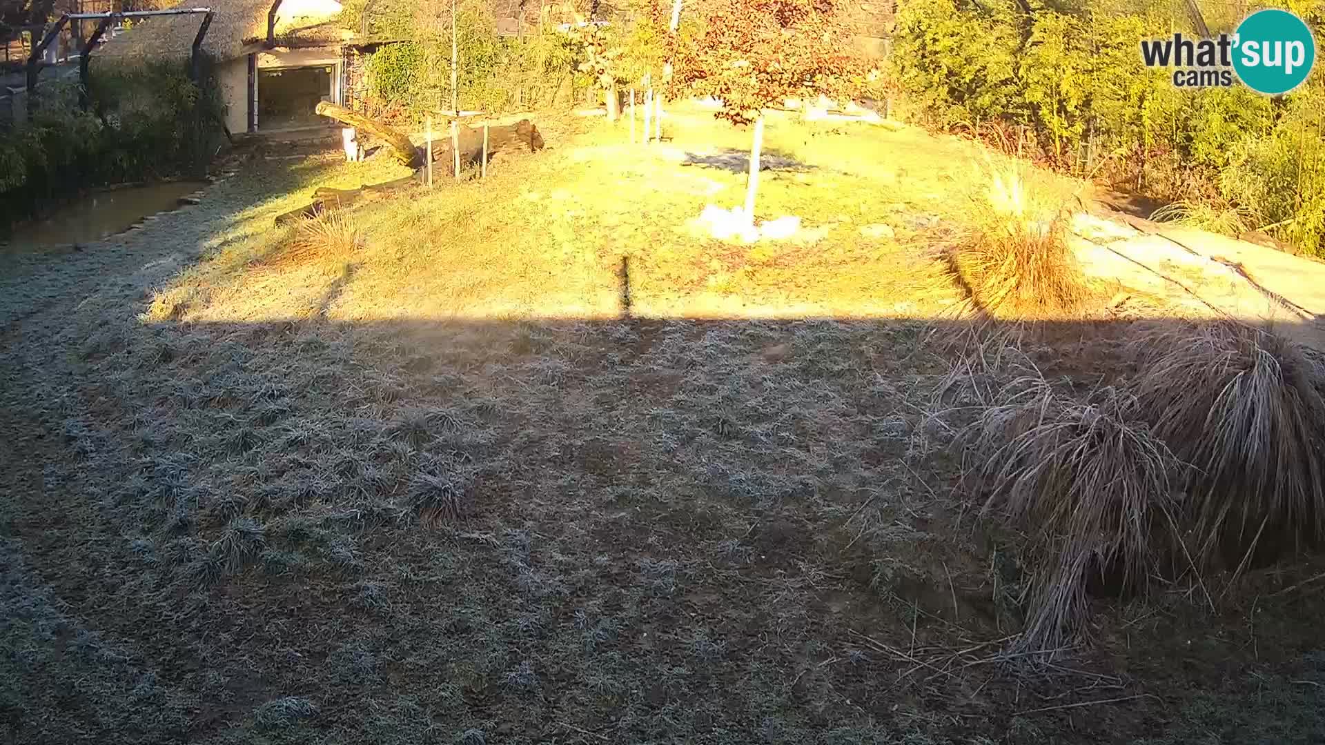 Live Ljubljana Zoo webcam Lion