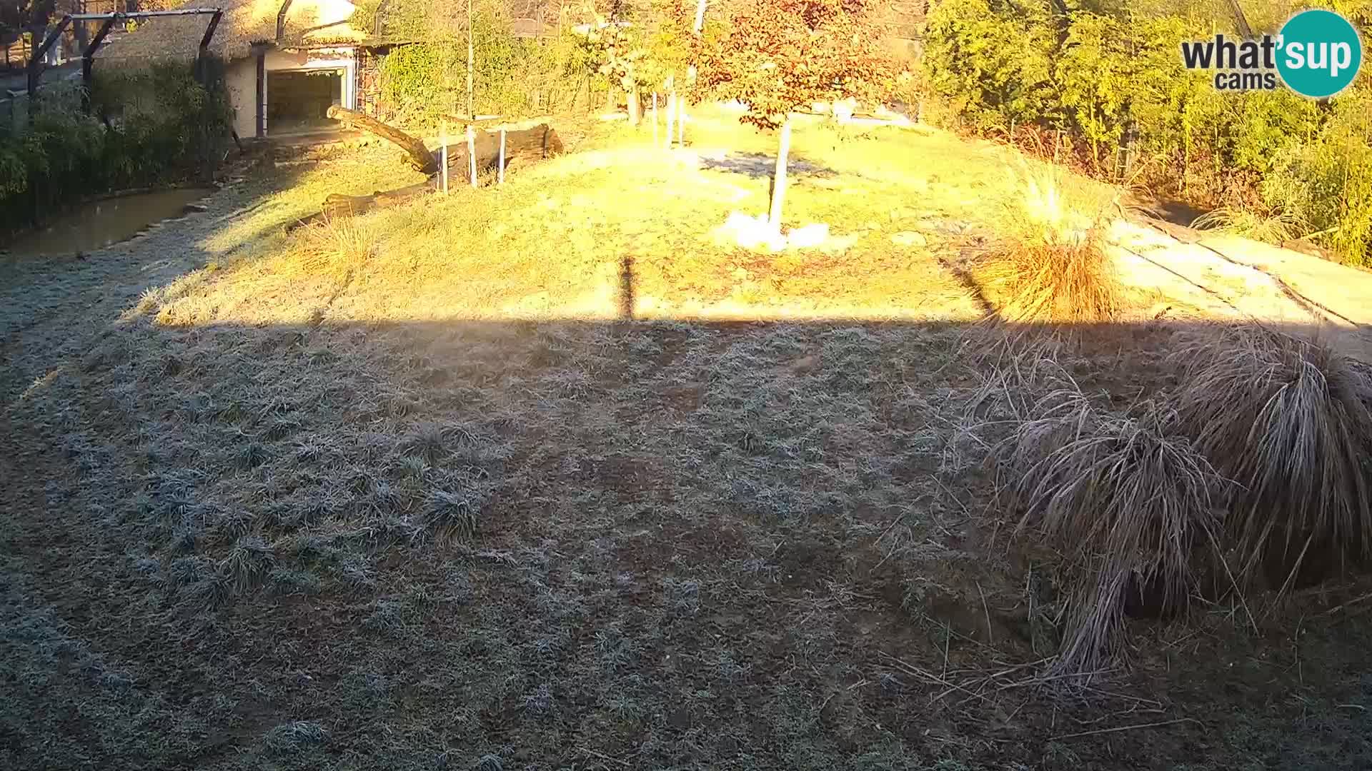 Ljubljana Zoo webcam Lion