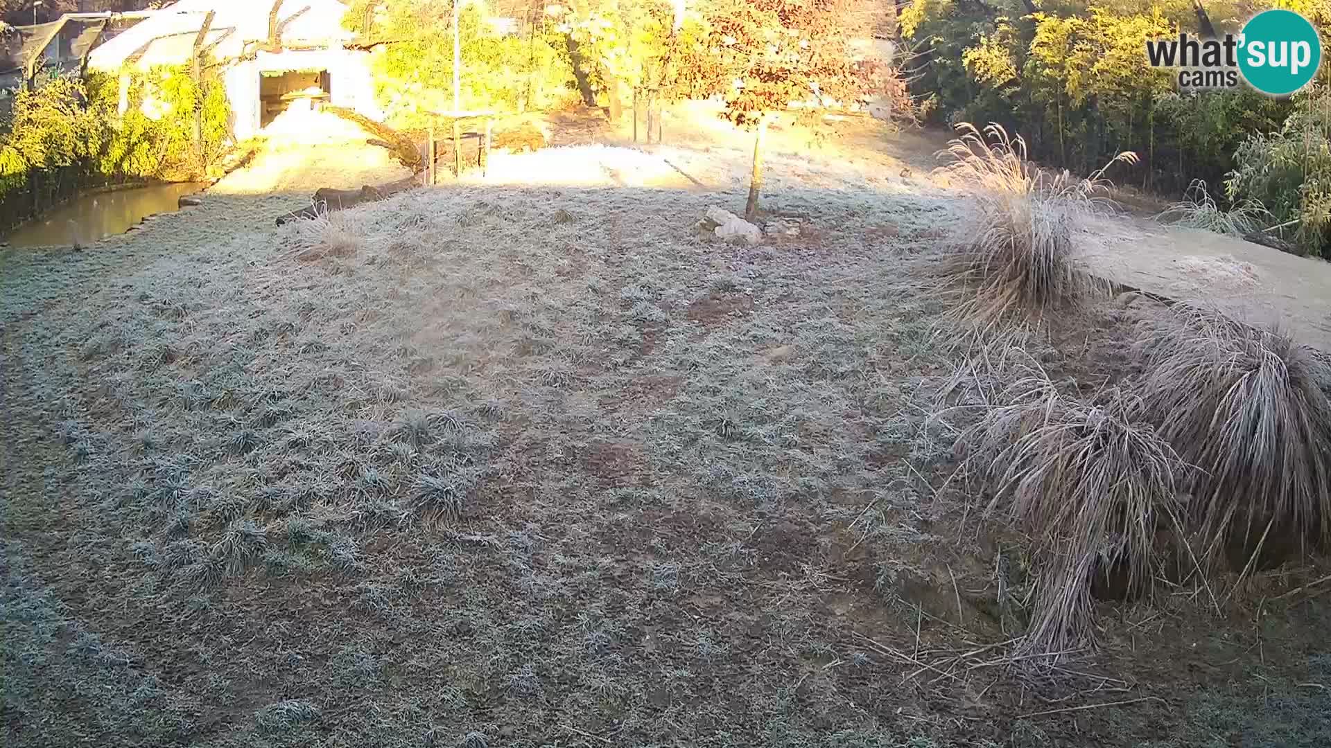 Zoo Ljubljana webcam Löwen