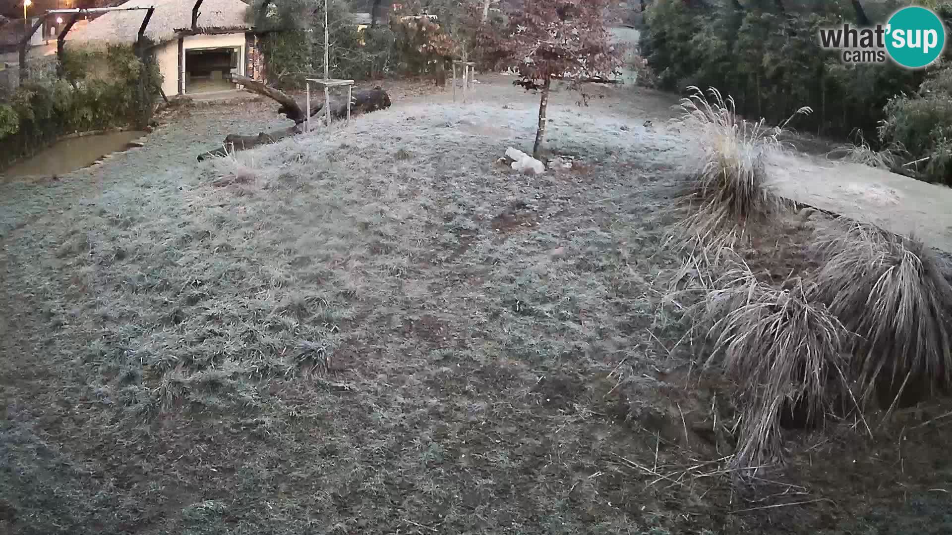 Ljubljana Zoo webcam Lion