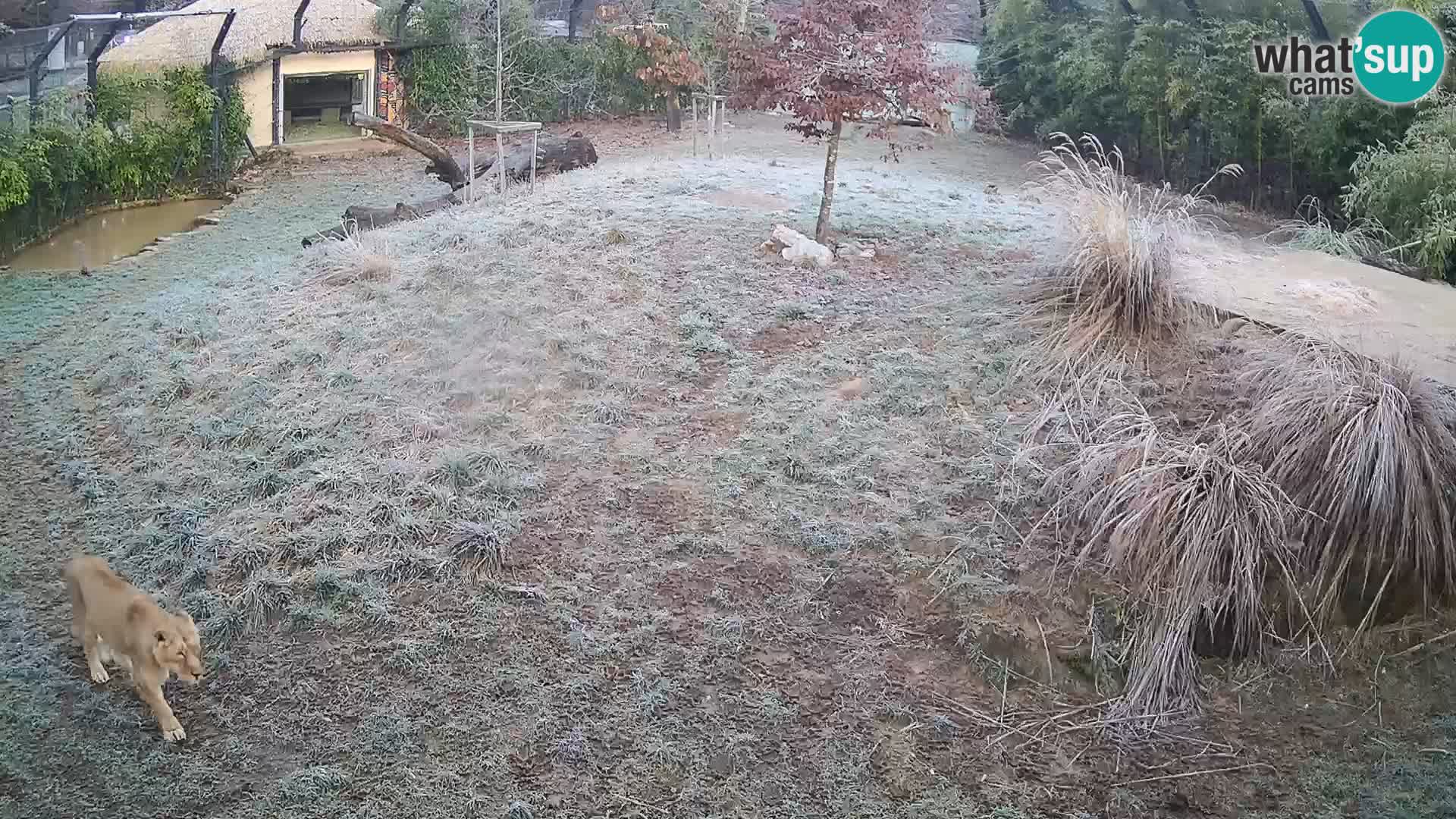 Zoo Ljubljana webcam Löwen