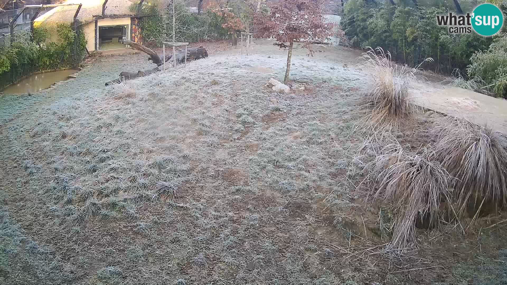 Live Ljubljana Zoo webcam Lion