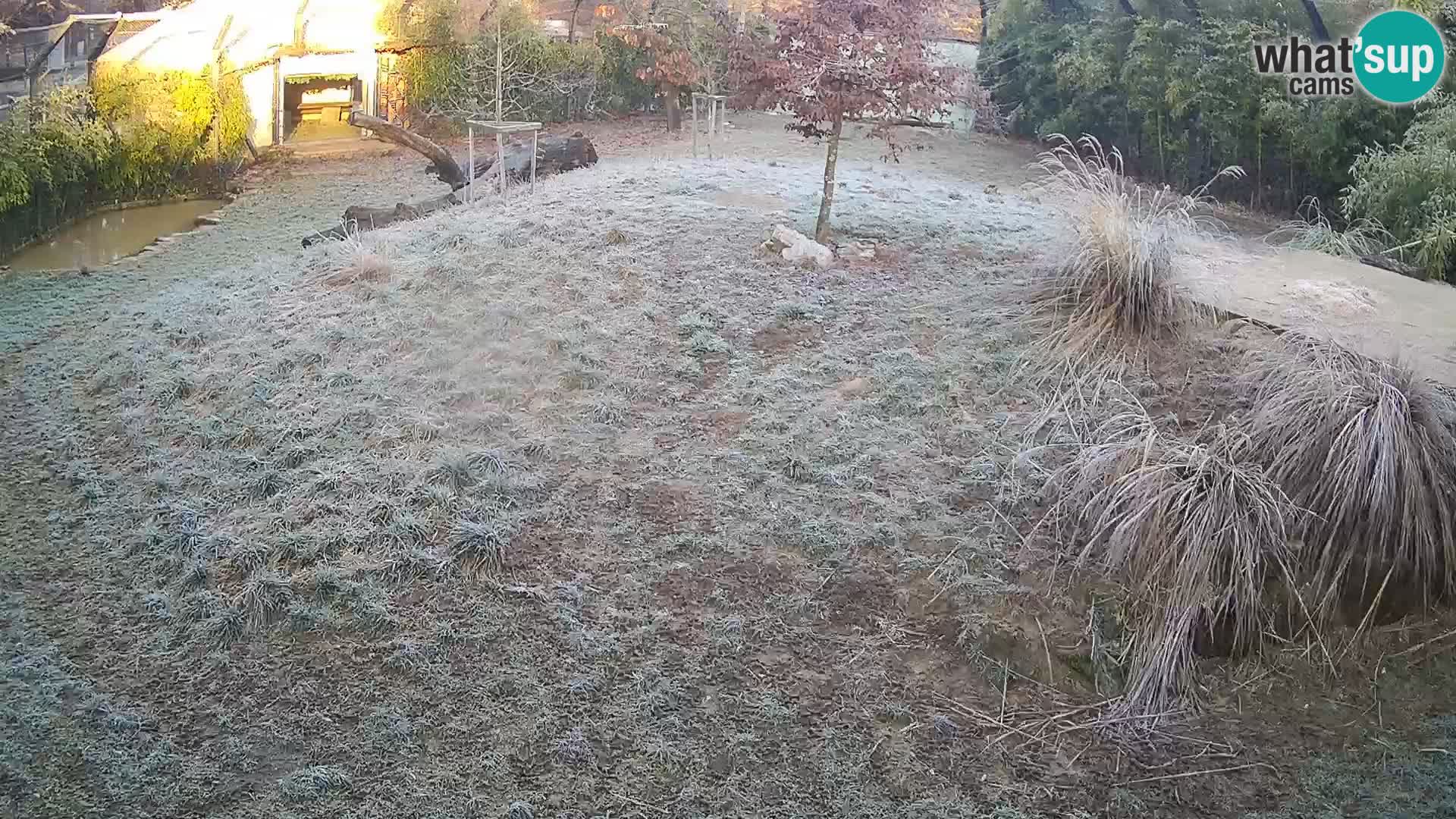 Zoo Ljubljana webcam Löwen