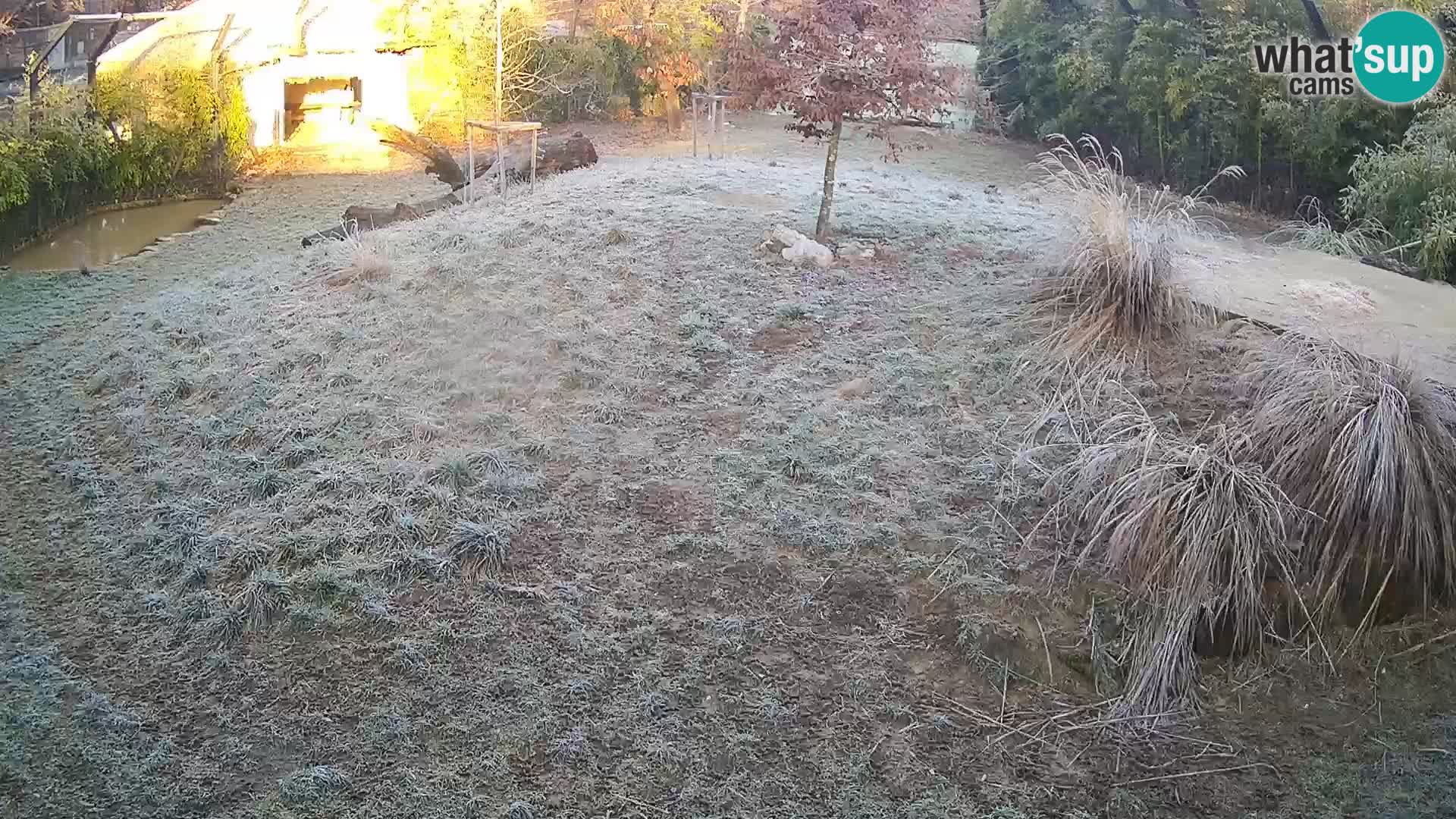 Zoo Ljubljana camera en vivo Leones