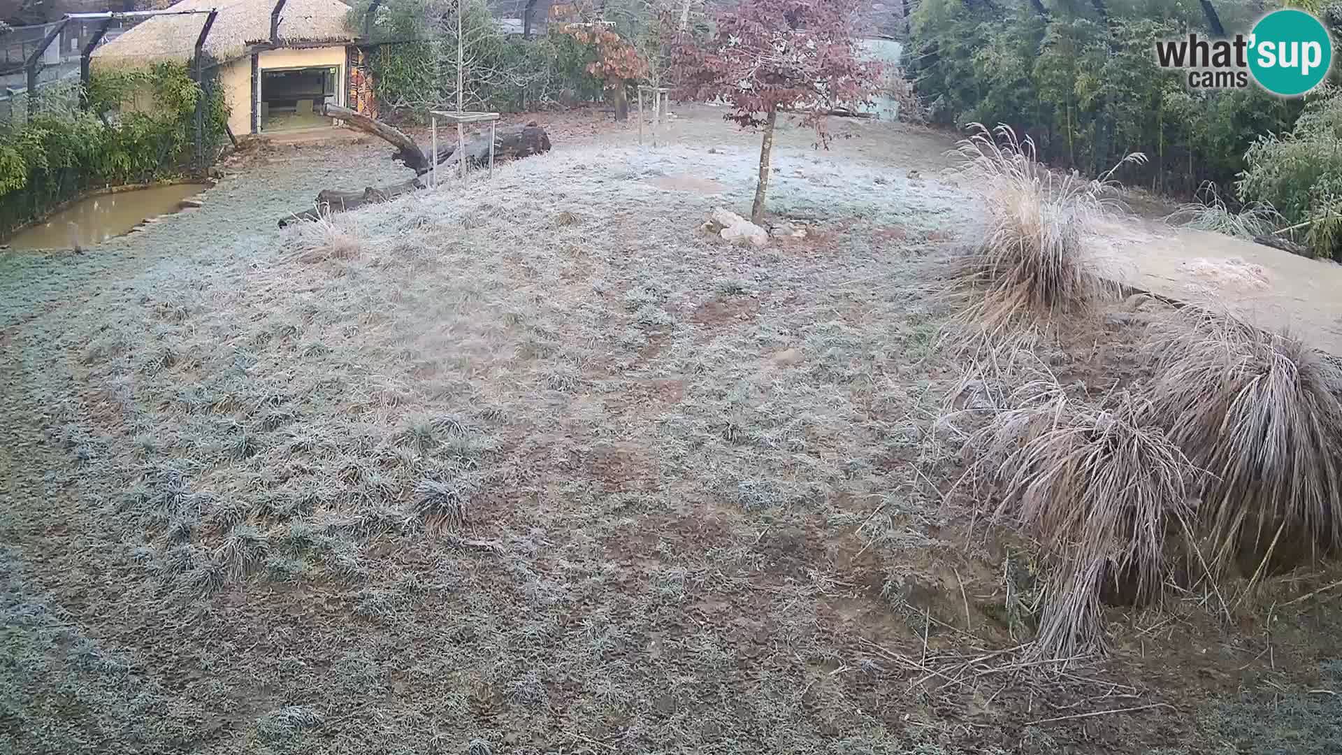 Zoo Ljubljana webcam Löwen