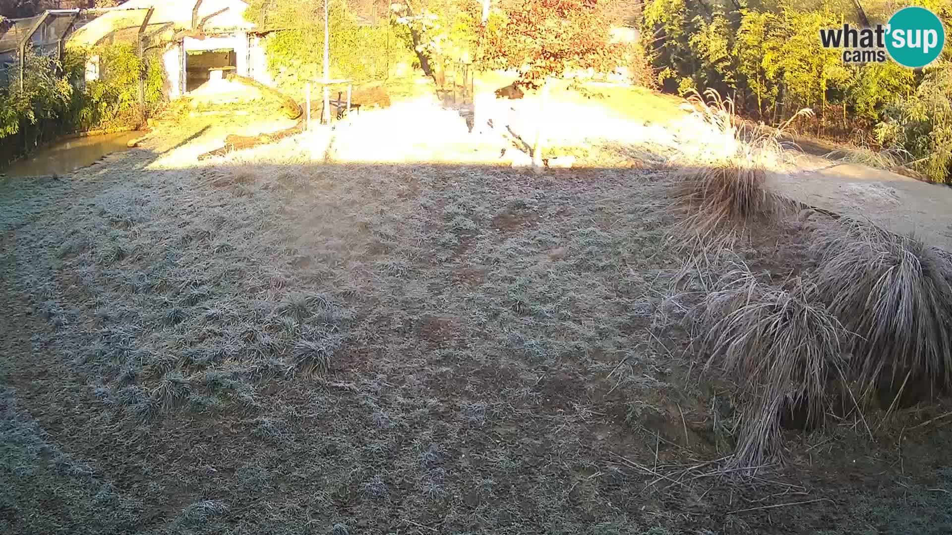 Ljubljana Zoo webcam Lion