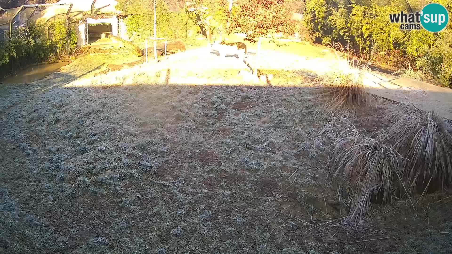 Ljubljana Zoo webcam Lion