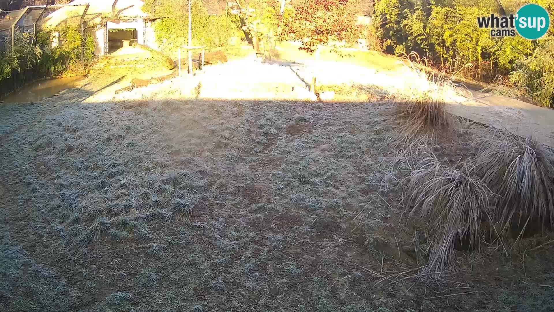 Ljubljana Zoo webcam Lion